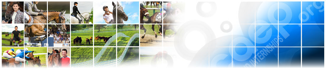 Equine Training Programs Equine Training Programs