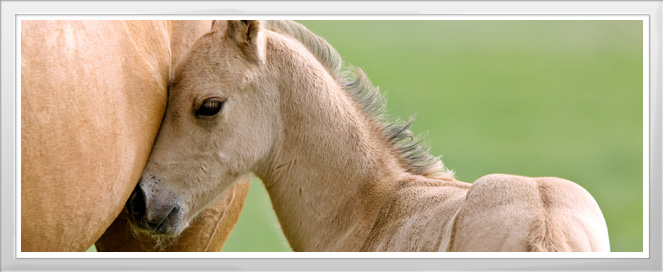 Breeding Farm Training Program