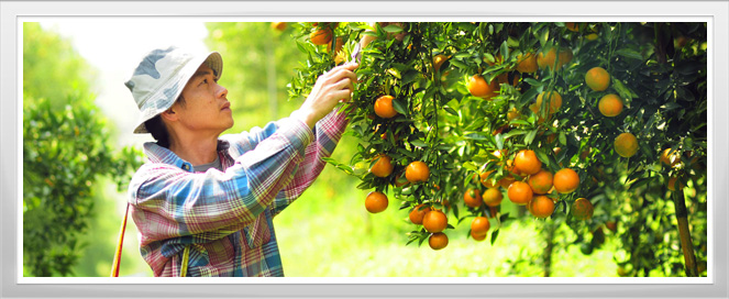 Orchard Production Training Program