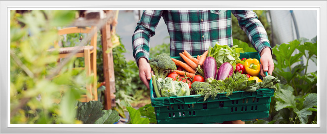 Vegetable Production Training Program