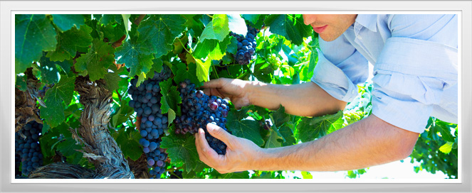 Viticulture Enology Training Program